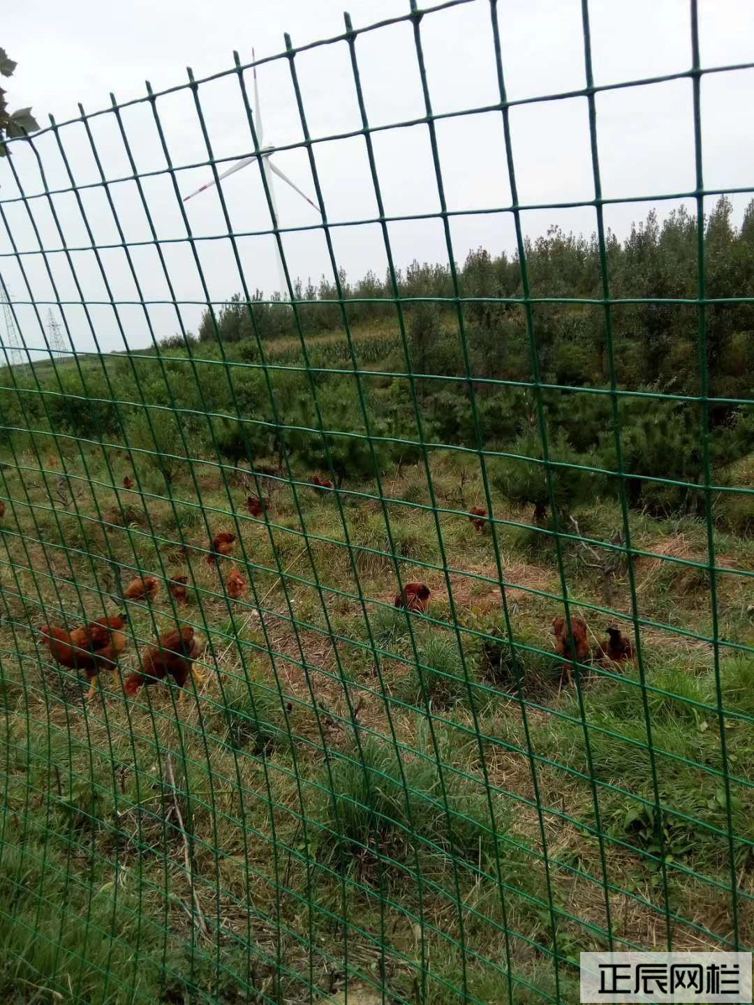 溜達雞圍欄網 溜達雞圍欄網