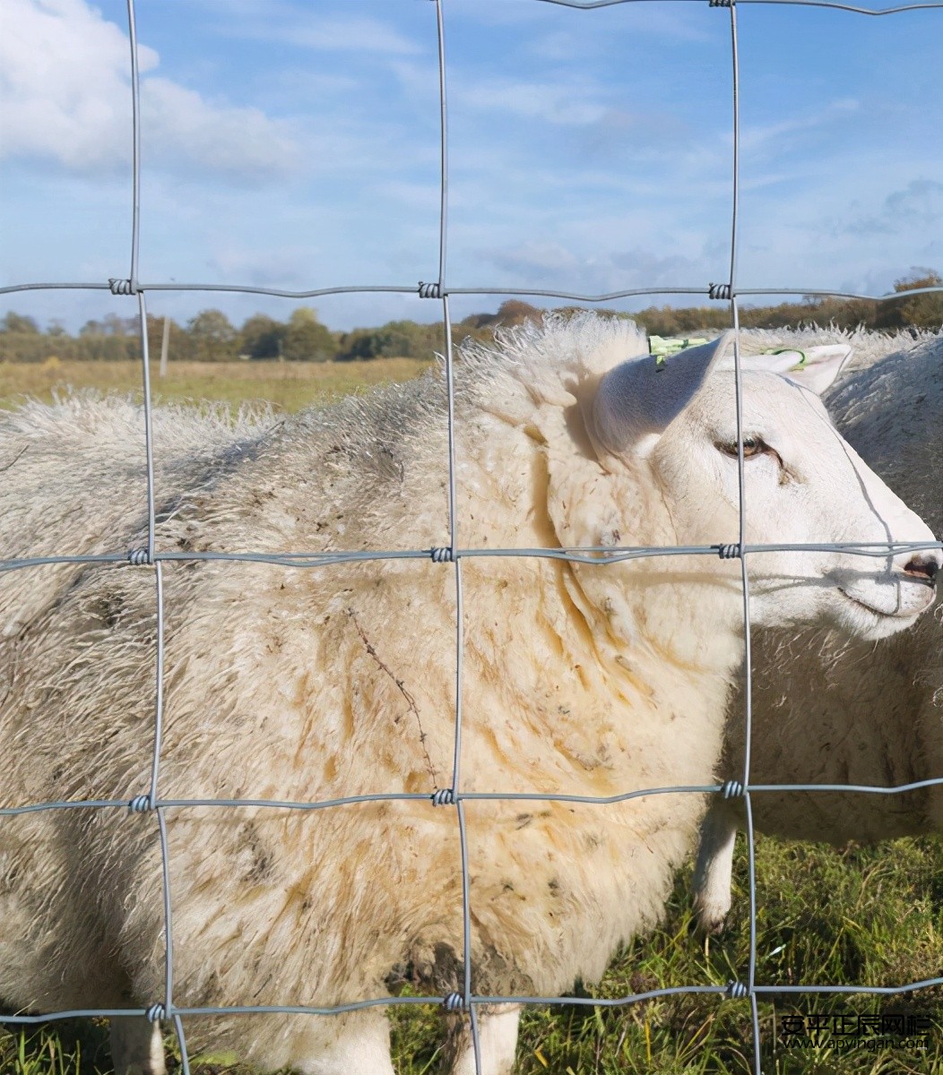 山上養羊用什么圍欄好 山上養羊要哪種圍欄好,而且便宜