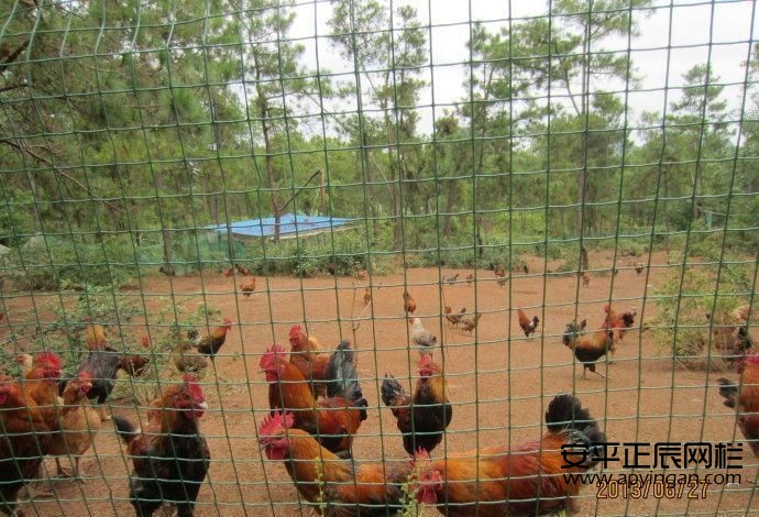 雞鴨圍欄網廠家