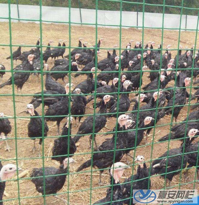 荷蘭網式養殖場鐵絲網 養殖場鐵絲網