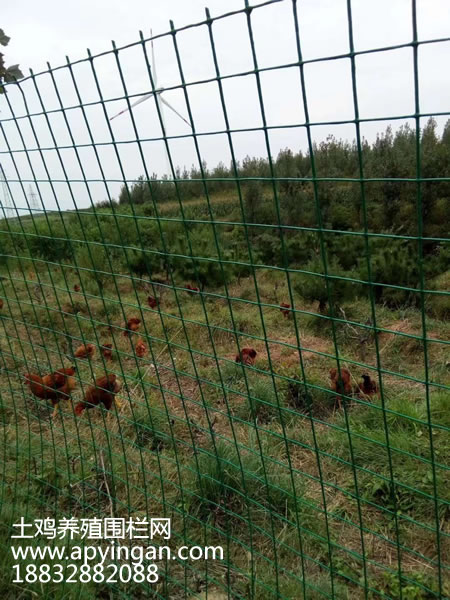 土雞養殖圍欄網