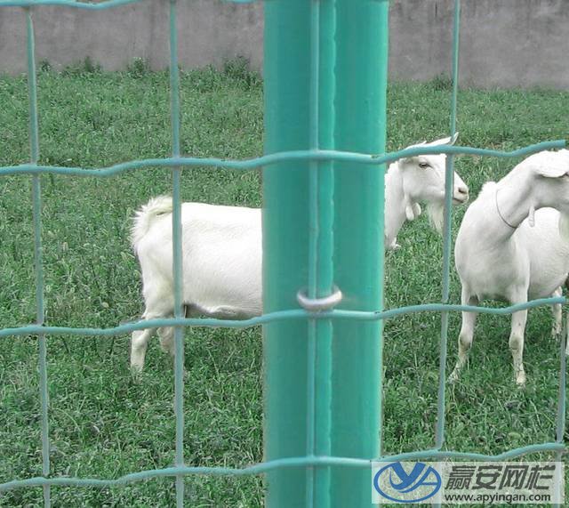 荷蘭網式養羊圍欄 養羊圍欄