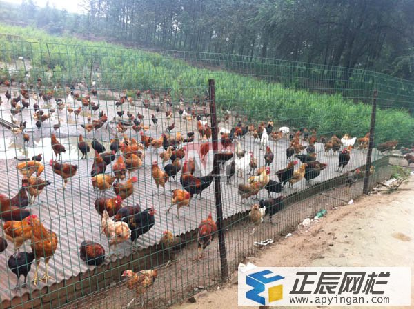 養(yǎng)殖場圍欄網(wǎng)
