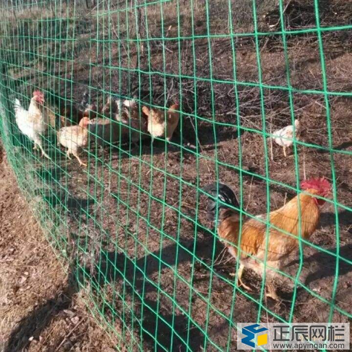 養雞鐵絲網圍欄 養雞鐵絲網圍欄