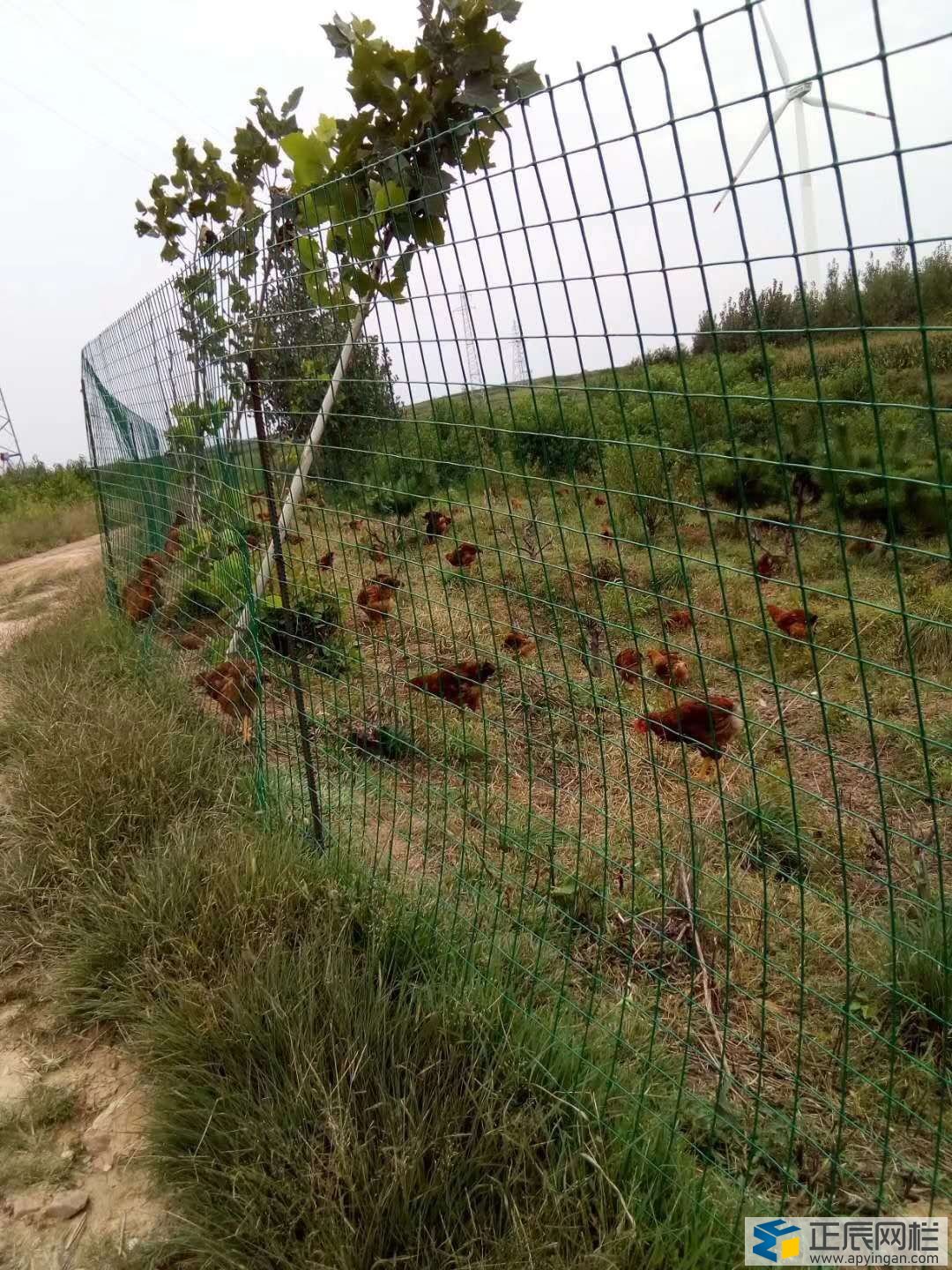 養(yǎng)雞網(wǎng)圍欄