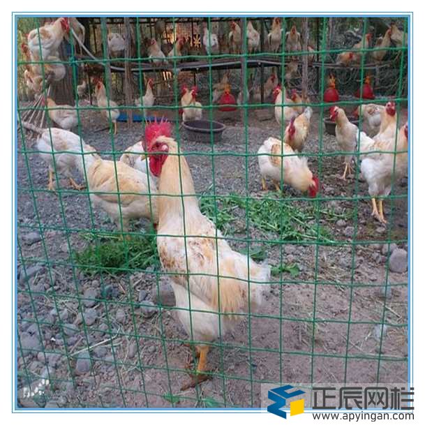 養雞圍網
